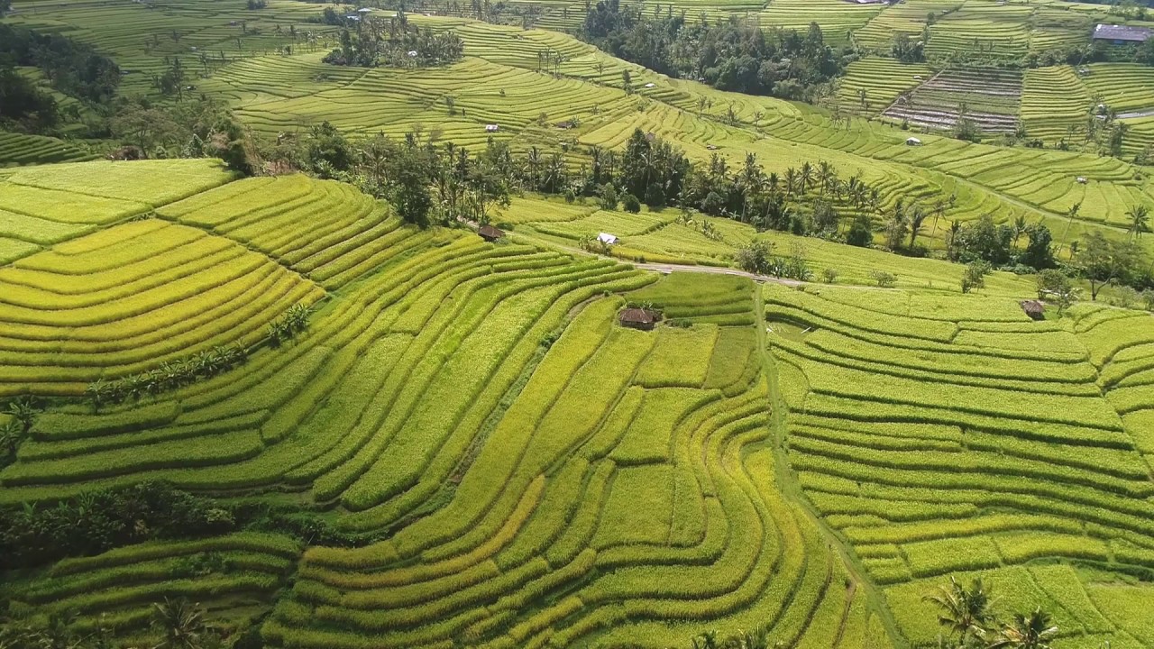 jatiluwih-rice-ter.width-1300.format-jpeg.jpegquality-90