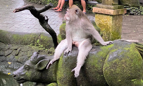 monkey-forest-ubud