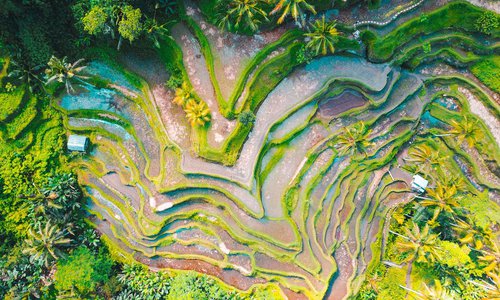 tegalalang-rice-terrace-