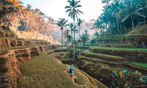 tegalalang-rice-terrace
