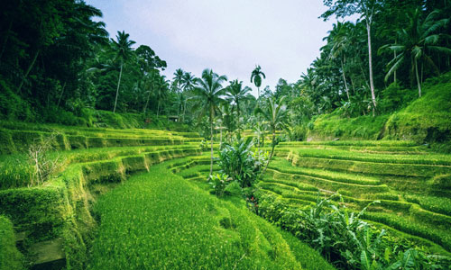 tegalalang-rice-terrace