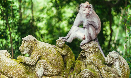 ubud-monkey-forest
